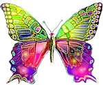 Colorful-Butterfly