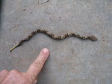 Copperhead